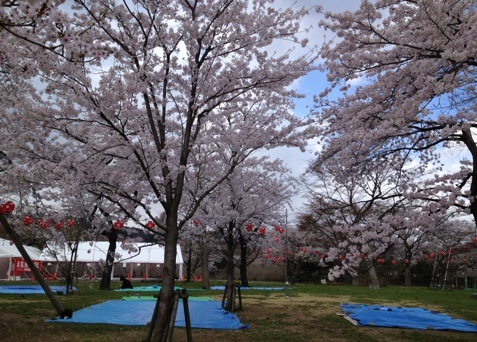 桜、西公園２０１３.jpg